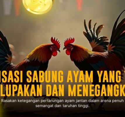 Mengenal Ayam Bangkok, Raja Sabung Ayam SV388