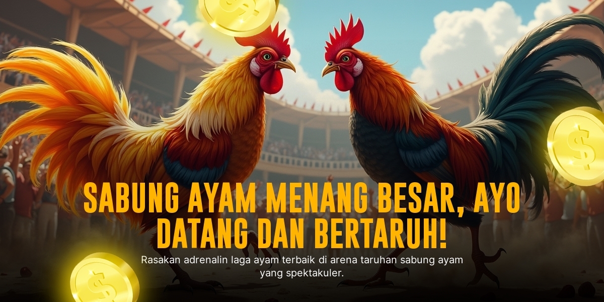 Mengenal Ayam Bangkok, Raja Sabung Ayam di SV388