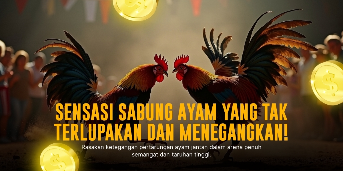 Mengenal Ayam Bangkok, Raja Sabung Ayam SV388