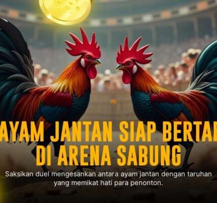 Mengenal Ayam Bangkok: Raja Sabung Ayam SV388